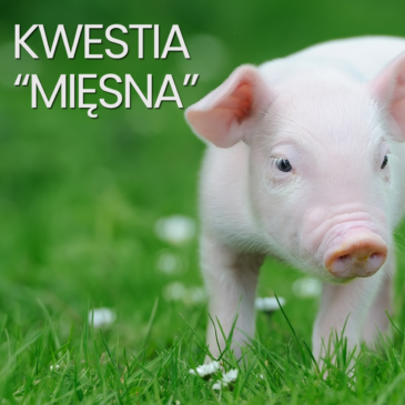 223. Kwestia „mięsna”. Karnizm, dieta, mięsożercy, weganizm, świadomość | Monika Cichocka